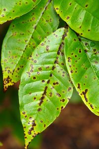 uploads/images/disease/Anthracnose of guava.jpg